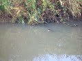 Amazon creek otter