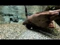 Experience a walk with otters! [Otter Life Day 776]