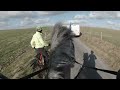 Horse Almost Hit by a Car on a Bridlepath! This Esme