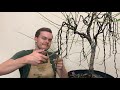 How to maintain a weeping style bonsai | The Bonsai Supply