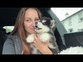 Adorable New Puppy Howls For The First Time! (So Cute!!)