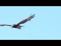 Black Eagle E5 fledgling's FIRST flight into freedom