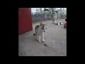 🙀🙀 New Funny Cats and Dogs Videos ❤️🐱 Funniest Animals 2024 # 25