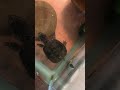 Snapping Turtle Feeding