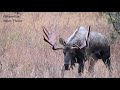 Bull Moose Fight ! A bull gets squirrelly and chases off a cow