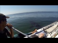 Great White Tests Kayak Anglers' Nerves - Jukin Media Verified (Original)