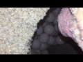 Sea Turtle Mother Laying Her Eggs Original
