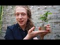 Propagate Ficus from Cuttings for Bonsai 🌱 *EASY*