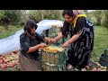 Harvesting 100 tons of red apples and making soft village apple pie | secret recipe!!!
