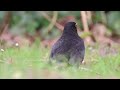 #Birding Video — Eurasian Blackbird on the ground