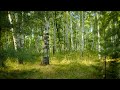 Landscape - Birch forestmusic in the forest