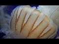 Relaxing Music | Sea Creatures | Piano Background Music (Aquarium Dream)