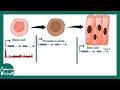 ATAC Sequencing explained in 5 minutes | What do ATAC-seq peaks represent? | Mol-bio