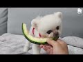 A Dog Eating a Watermelon Bigger Than Her Body