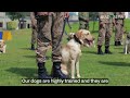 Pakistan army center trains dogs to serve in military operations, rescue missions