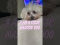 WHAT A CUTIE MALTESE DOG #viral #shorts #shortvideo #maltese #dog