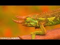 Amazon Jungle 8K ULTRA HD | Wild Animals of Amazon Rainforest | Nature Amazon Animals