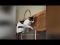 Funniest Cats and Dogs Videos 🤣 Funny And Cute Cats Videos 2024 😂😹