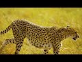4K African Animals: Serengeti National Park - Amazing African Wildlife Footage with Real Sounds