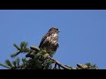 Jonge Buizerd schreeuwt om eten