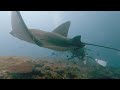 Diving with Manta Rays on Nusa Lembongan/Penida