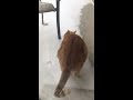 Cat digging in the snow!