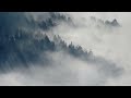 Misty Forest Ambience and Music | forest in drizzle with ambient fantasy music #ambientmusic
