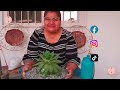 ESTÁ ECHEVERIA ATRAE LA ARMONÍA EN EL HOGAR | #echeveriamiranda #trasplante #cuidados