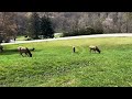 Elks 🦌 the beautiful sounds from the jungle 📍📍#northcarolina #nature #elk #blueridgemountains