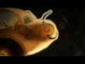 Aquatic Snail Under a Microscope