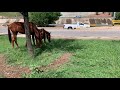 Emaciated and apprehensive horses on the streets of Chihuahua City in Chihuahua, MX