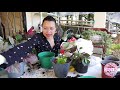 Trasplantando BEGONIAS │Candy Bu