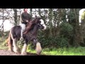 How And Why To Clip A Hairy Horse