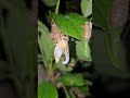 Cicada hatching.    #cicadas #nature #outdoors #bugs #shedding