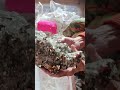 Crystal unboxing