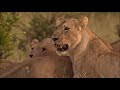 Vicious Lion Pride Uses Lethal Attack To Eat Prey Alive | Lions Behaving Badly | Real Wild