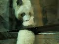 Baby Panda - Zoo Atlanta