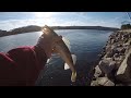 EASY Way To Catch Sauger From The Bank! (Delicious Eating!)