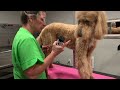 Give your DOG a Haircut without Hurting them