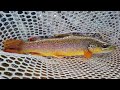 Against the Wind | Trout Fishing Colorado