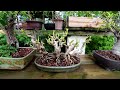 Michael's Backyard Bonsai Tour, The Bonsai Zone, July 2024