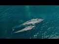 Blue Whales - Return of the Giants | Official Trailer 4K | SK Films