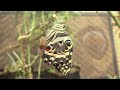 The Swallowtail Butterfly