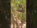 Monkey climbs tree and eats wasp nest