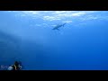 The original footage of Nov 2018 longomanus shark attack @ Brothers Island-Red Sea