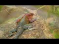4K UHD Piano Relax: Experience the Wild Life with Animals #2