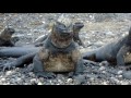 Galapagos Sea Iguanas