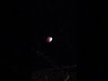 Beaver moon lunar eclipse Australia #lunareclipse