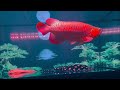 Red Arowana Fishes in Malawi Cichlids Tank | Amazing Arowana Community