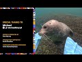 Wild Seal Swims Up To Diver To Tickle Him | The Dodo